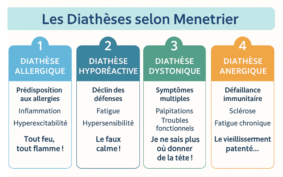 "Infographie en design plat illustrant les quatre diathèses de Ménétrier : 1) Allergique ou réactionnelle, 2) Hyposthénique ou déficitaire, 3) Dystonique ou perturbée, et 4) Anergique ou épuisée, avec des couleurs distinctives et une présentation claire en sections."